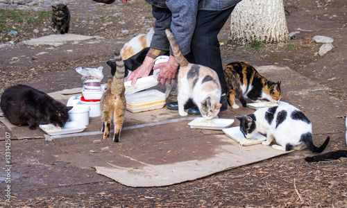 an old man feeding the stray cats