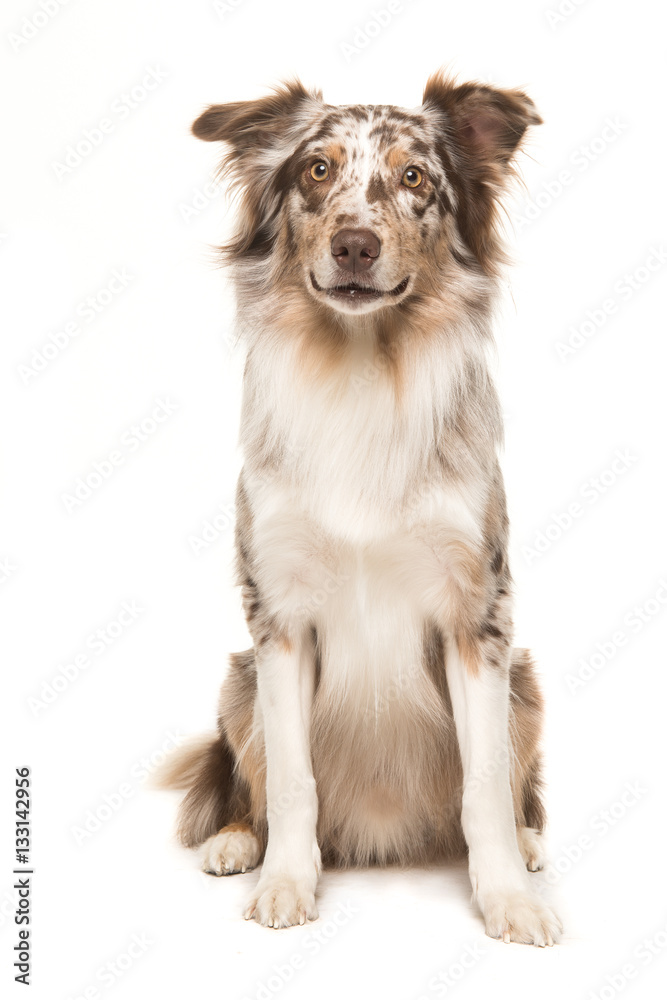 Cute sitting smiling australian shepherd facing the camera seen from the front on a white background