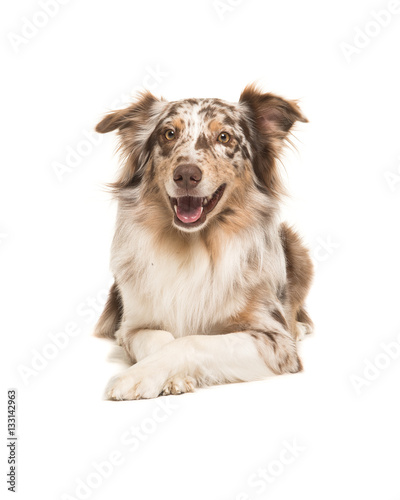Fototapeta Naklejka Na Ścianę i Meble -  Pretty australian shepherd lying down on the floor seen from the front facing the camera isolated on a white background