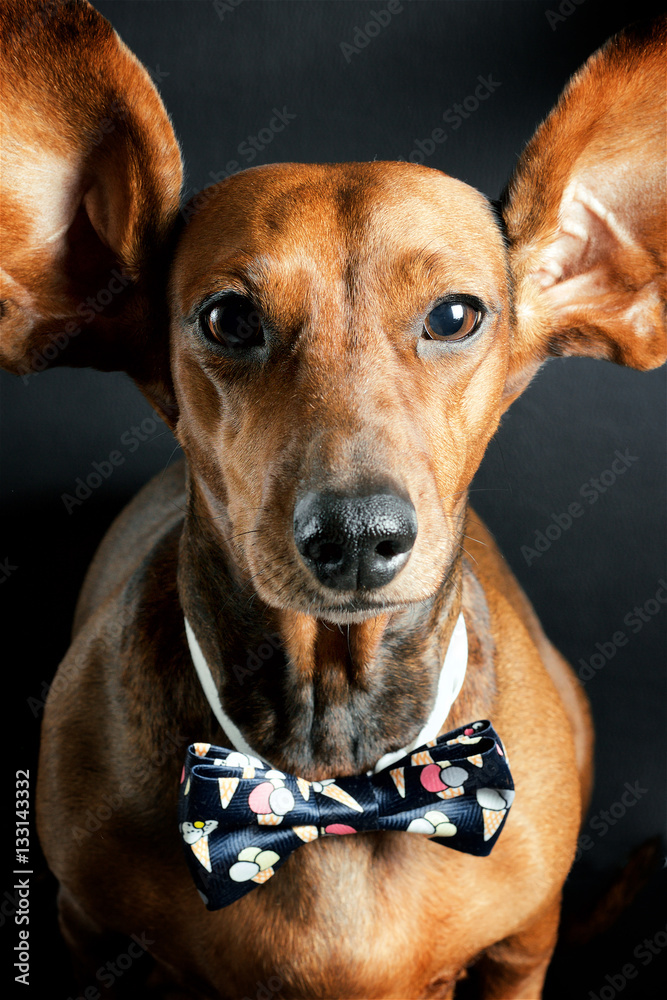 Red dachshund wearing bowtie