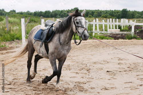 Beautiful grey horse running in the horseyard
