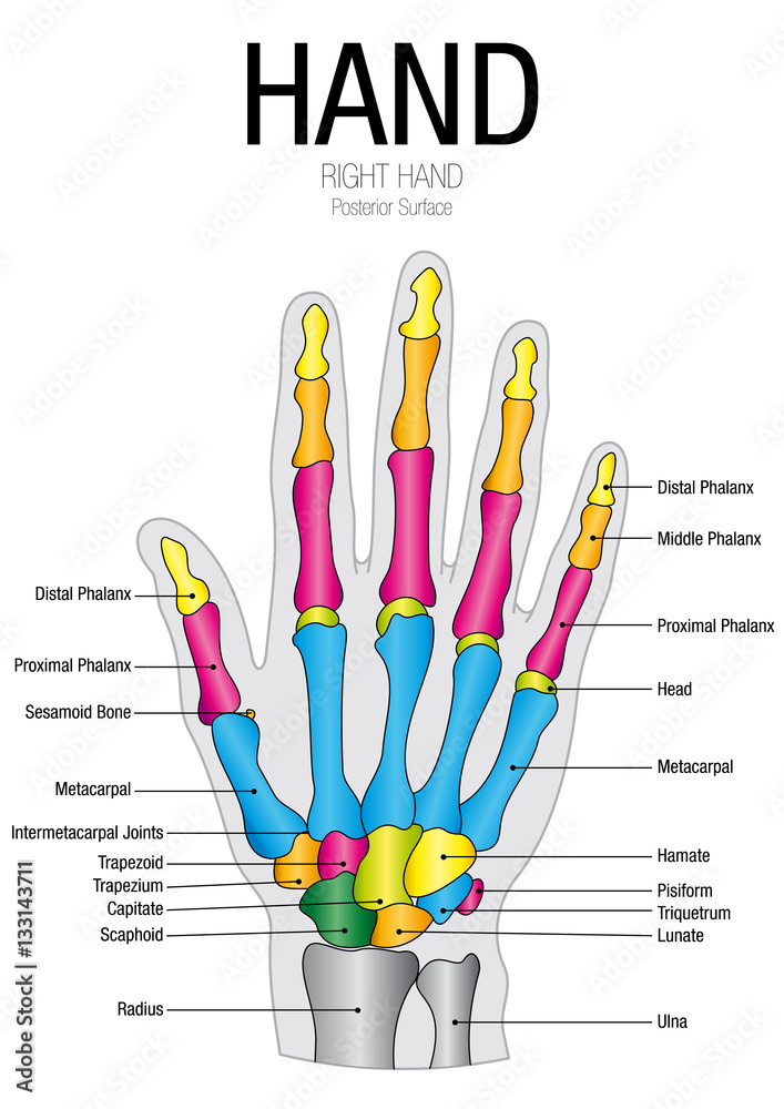 Chart of HAND Posterior Surface with parts name Vector image Stock