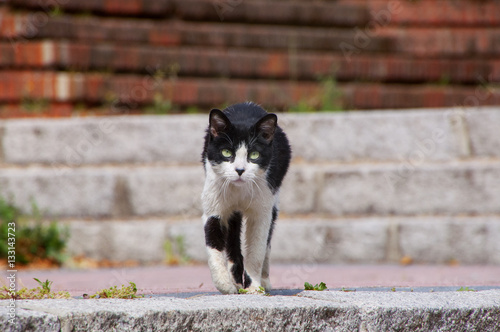 Gato callejero acercándose de frente