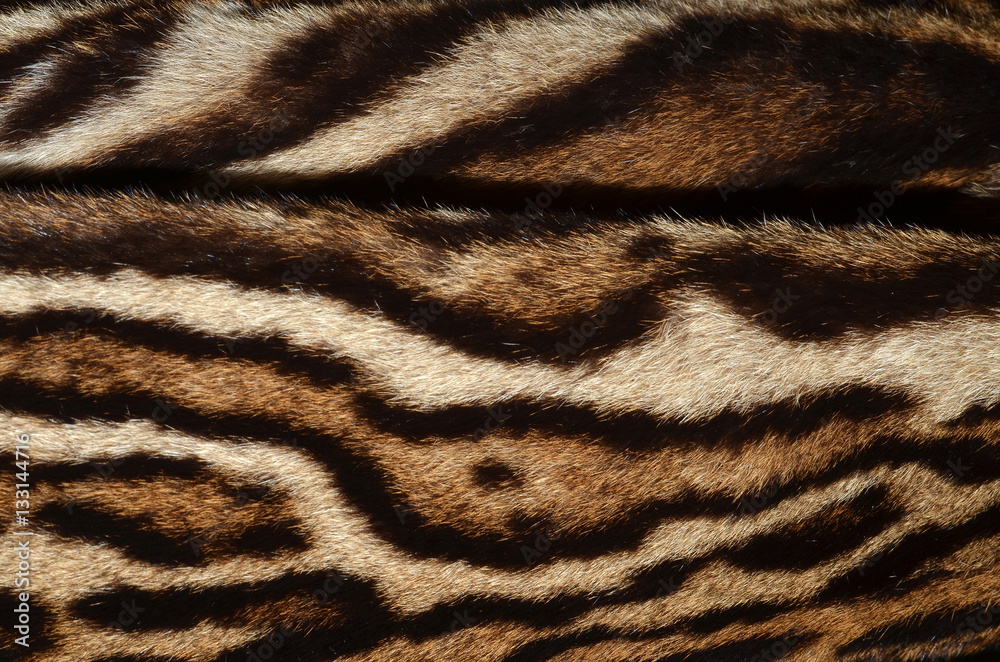 Fototapeta premium feline fur background