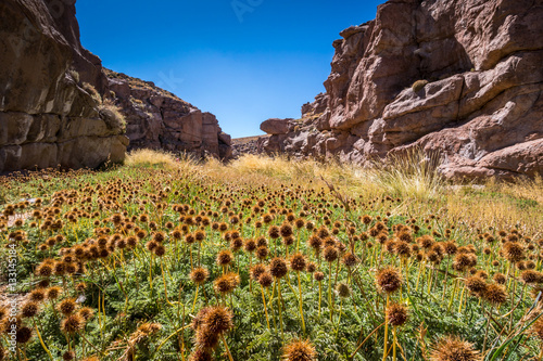 Atacama's Desert flowers