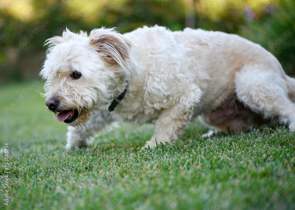 Terrier dog playing in grass field. Dog stalking