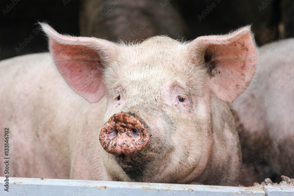The face of a pig The face of a pig