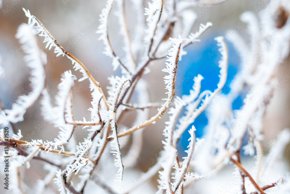 Winter background of snow and branches Winter background of snow and branches