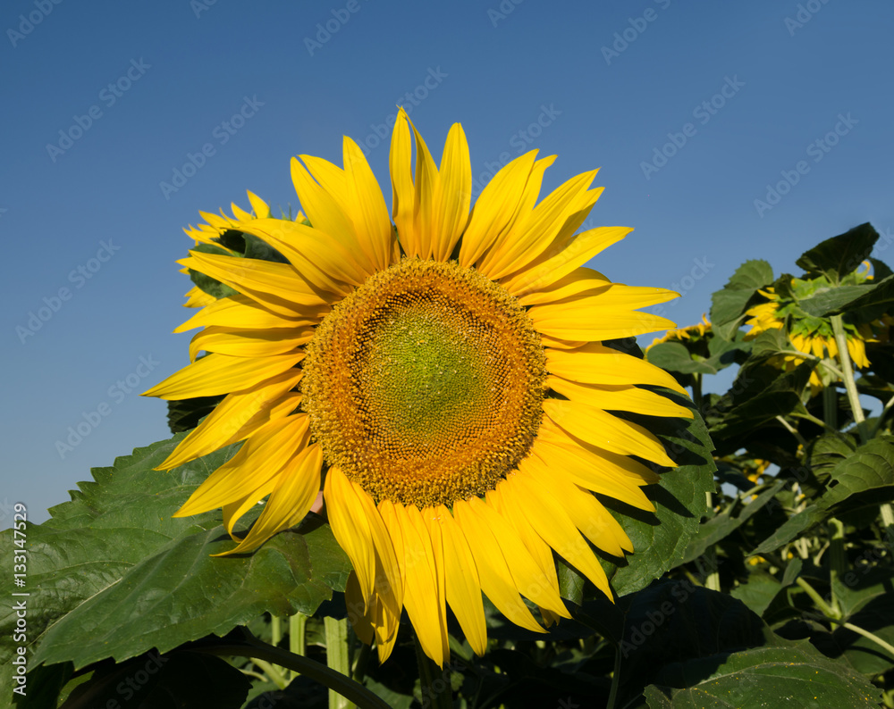 Fototapeta premium sunflower against the sky