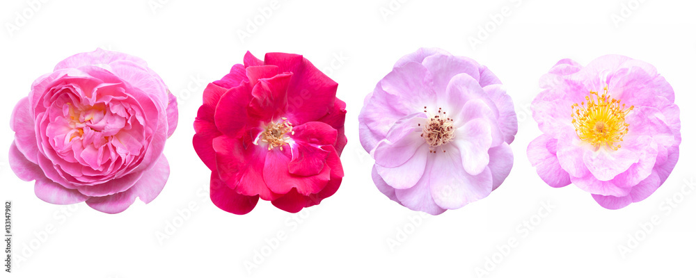 Rose pink flowers isolated on white background.