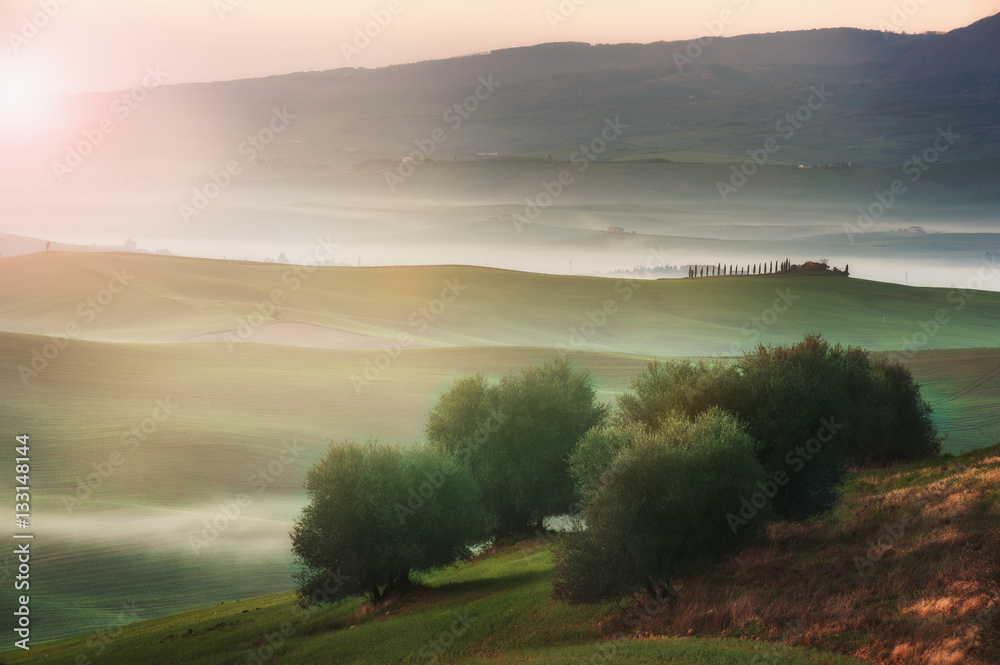 Fog on the Tuscan landscape with trees