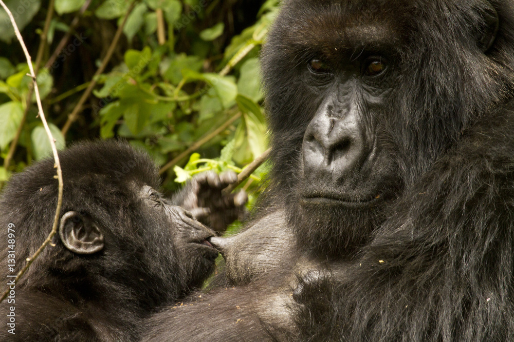 Mountain Gorilla mother with young Mountain Gorilla mother with young