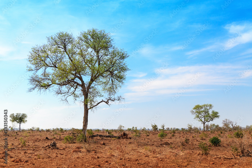 Isolated Trees in Open Savannah in South Africa Isolated Trees in Open Savannah in South Africa
