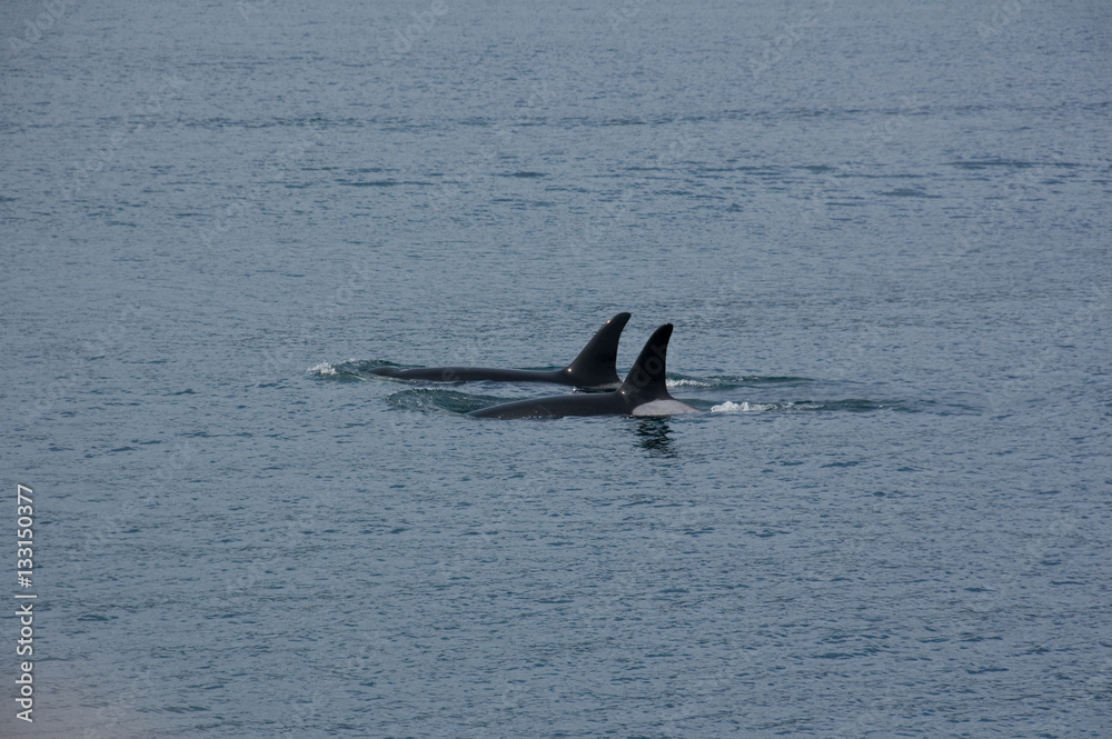 Fototapeta premium Orki