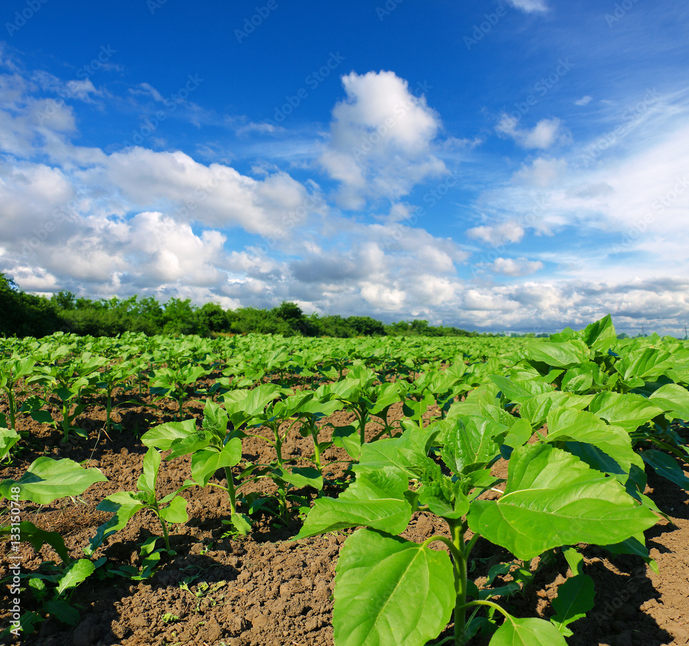 Young sunflower field Young sunflower field