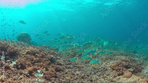 Sailfin and Blubberlip Snapper on a colorful coral reef. 4k footage photo