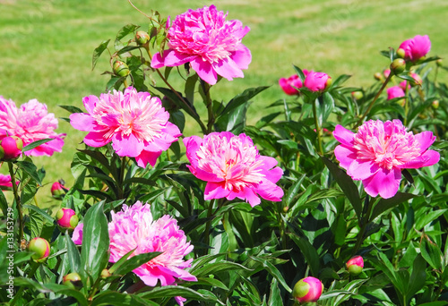 Hot pink peonies  Paeonia  in the country