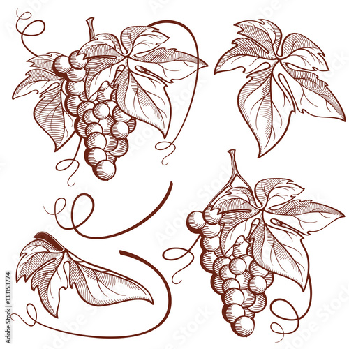 Graphic vector set bunch of grapes and vine elements
