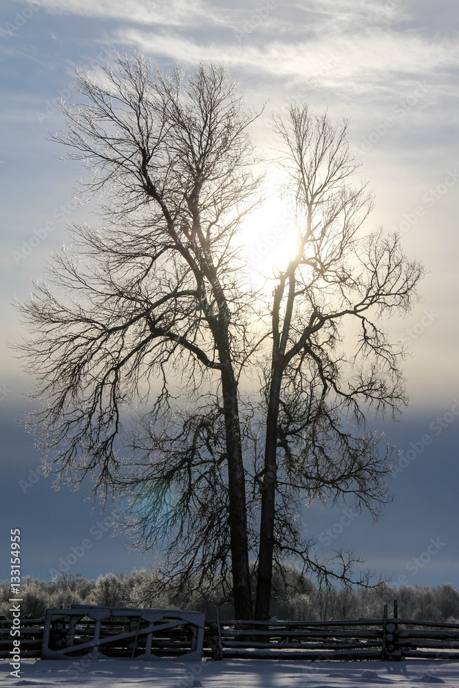 Backlit tree with ice