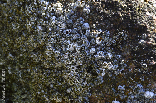 Acorn barnacles clustered on a natural rock wall photo