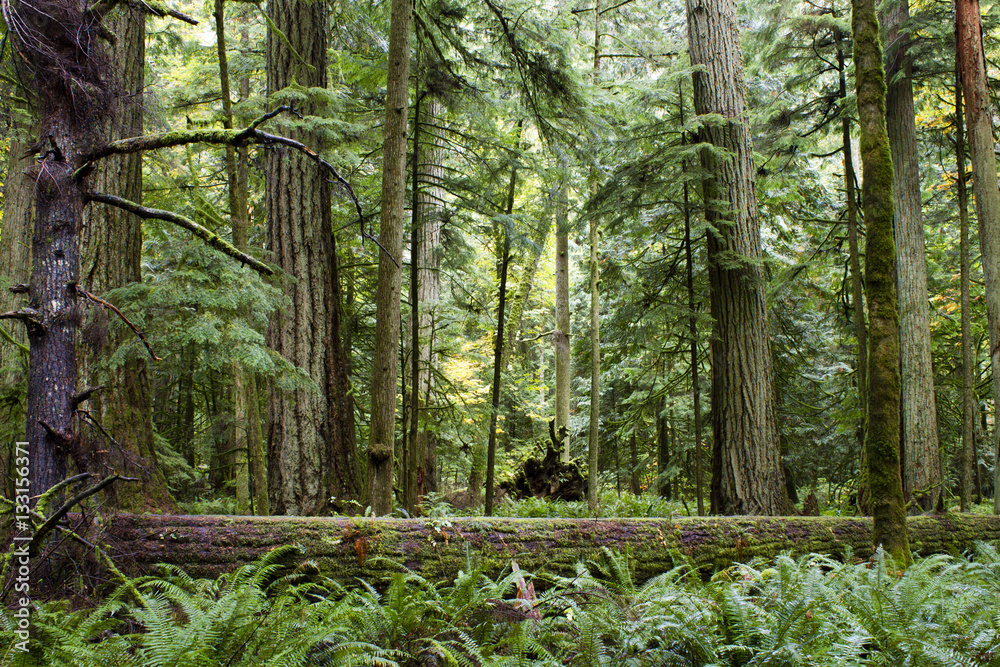 Obraz premium MacMillan Provincial Park Cathedral Grove Vancouver Island