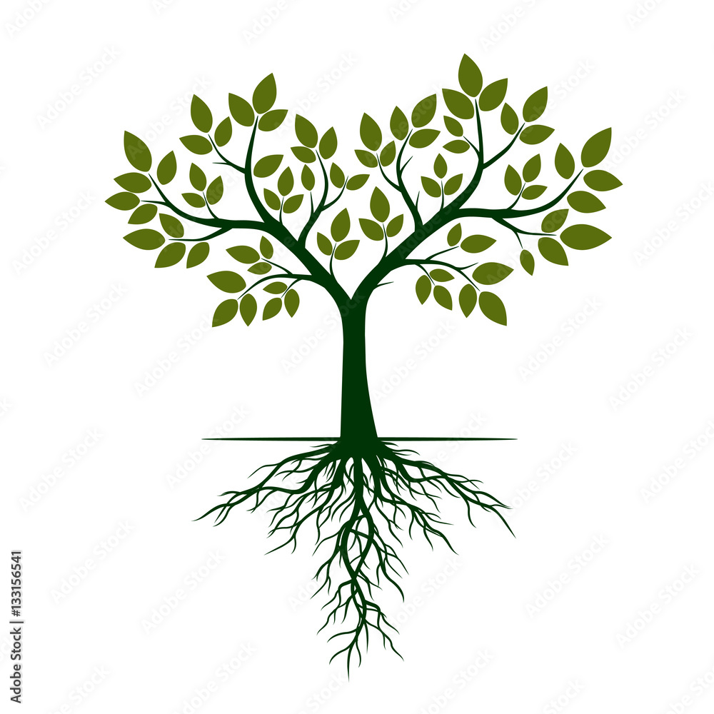 Obraz premium Green Tree with Roots. Vector Illustration.