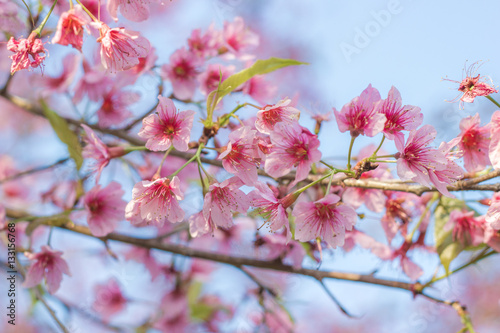  Close Up -Wild Himalayan Cherry - Prunus Cerasoides - Flowers blossom queen tiger ready to welcome you in this beautiful winter without losing a drop of Japanese cherry blossoms  certainly Thailand  