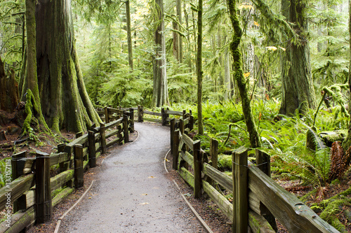 MacMillan Provincial Park Cathedral Grove Vancouver Island photo