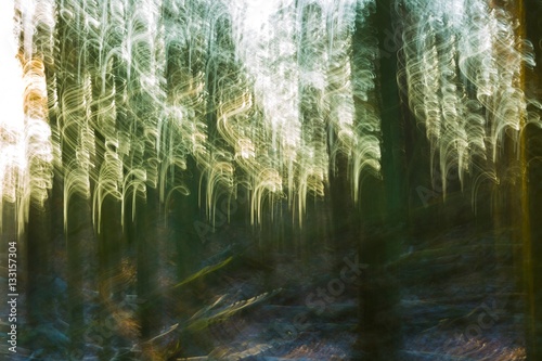 Fototapeta Naklejka Na Ścianę i Meble -  Abstract forest photo