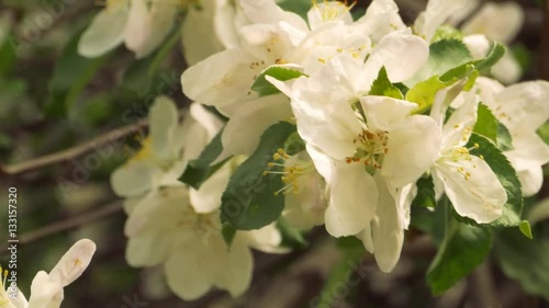 Zoom out shot of blooming apple tree flowers in early spring close up