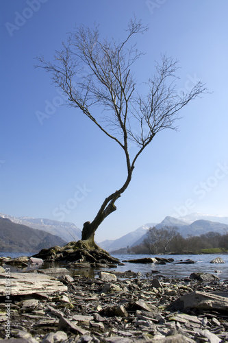 Lone tree on Padarn Lake on sunny day blue sky portrait