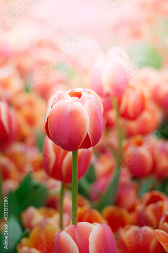 bluury background of tulip #133157380