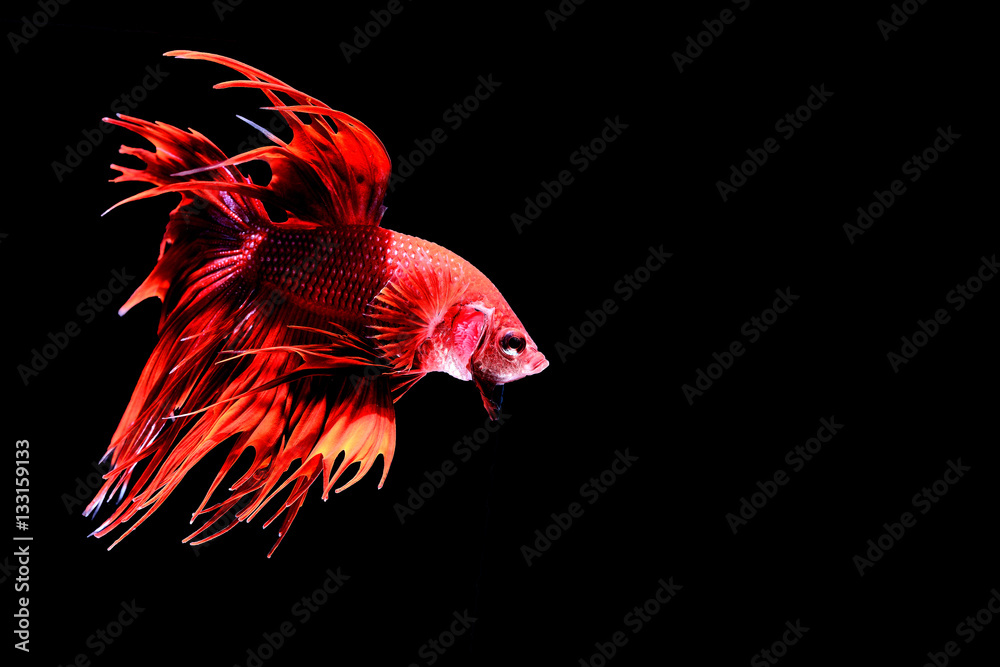 Siamese fighting fish Siamese fighting fish