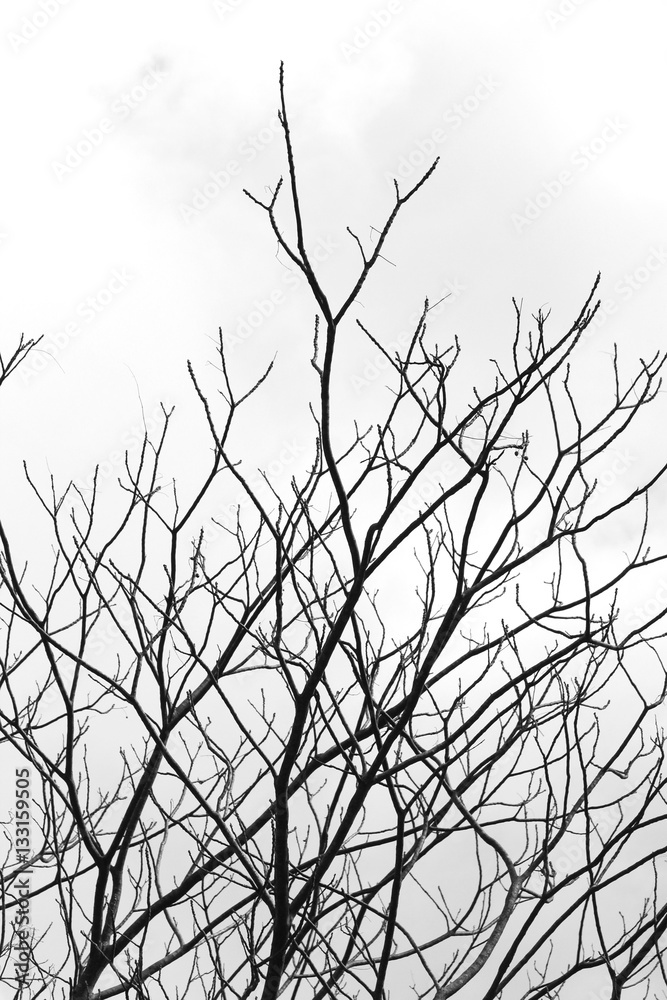 Branches of tree Branches of tree