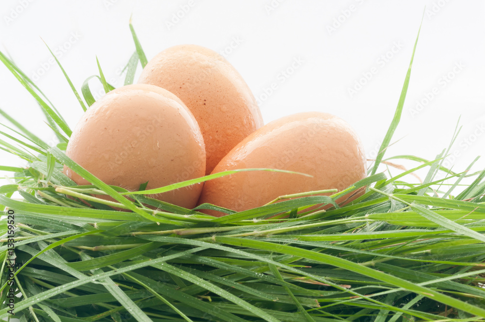 Three eggs on nest in white background.