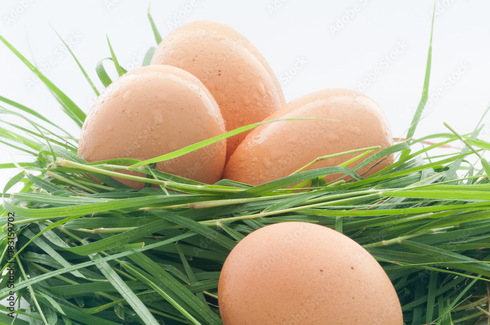 Four eggs on nest in white background. Four eggs on nest in white background.