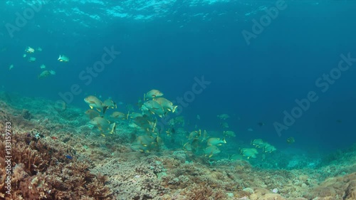 Sailfin and Blubberlip Snapper on a colorful coral reef. 4k footage photo