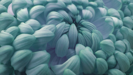 Macro. Turquoise  big chrysanthemum flower.   Closeup.  Nature.