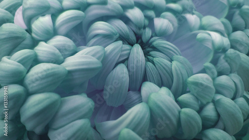 Macro. turquoise  big chrysanthemum flower.   Closeup.  Nature. photo