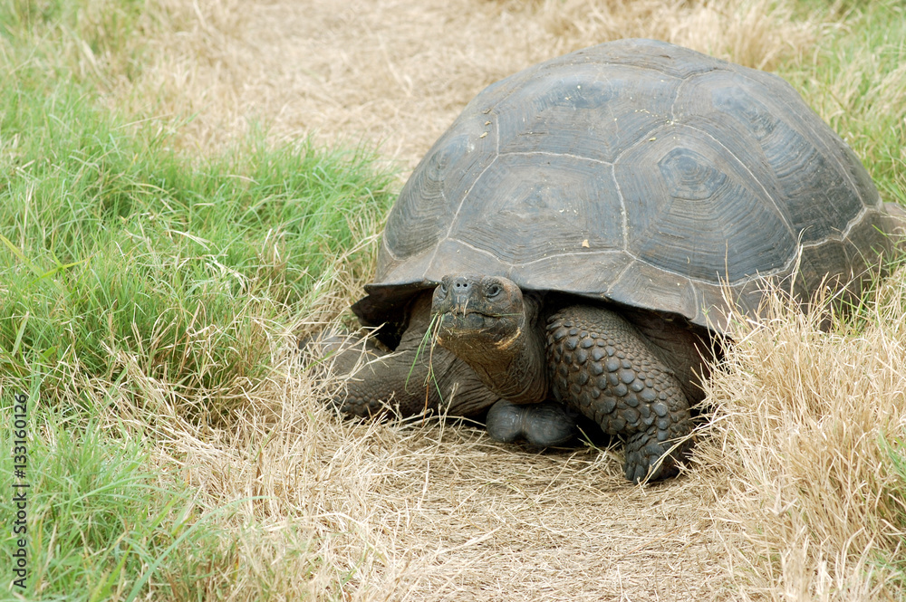 Giant Galapagos tortoise eating grass in its natural habitat at El Chato Tortoise Reserve, Santa Cruz, Galapagos Islands, Ecuador Giant Galapagos tortoise eating grass in its natural habitat at El Chato Tortoise Reserve, Santa Cruz, Galapagos Islands, Ecuador