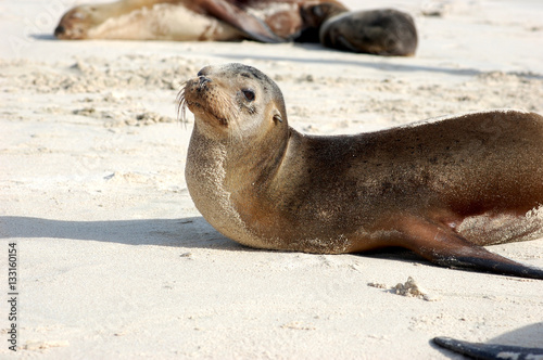 Sea lion sunbathing on Galapagos beach