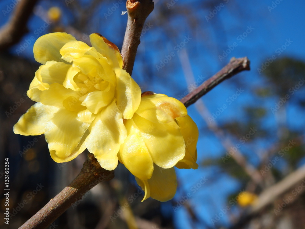 早春に咲く蝋梅 ソシンロウバイ 12月下旬から1月初旬に咲き始める早春の花 花びらに独特の艶がある ロウの様に見えることから名付けられた クローズアップの難しい花 Stock Foto Adobe Stock 早春に咲く蝋梅 ソシンロウバイ 12月下旬から1月初旬に咲き始める早春の花 花びらに独特の艶がある ロウの様に見えることから名付けられた クローズアップの難しい花 Stock Foto Adobe Stock