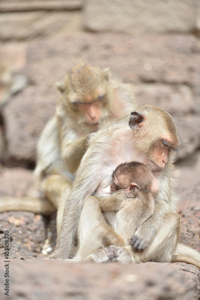 Fototapeta premium baby monkey with mother 