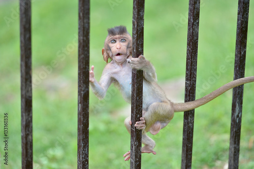 baby monkey climbing fence © Eakelfzz