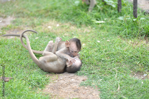 Photography baby monkeys playing together
