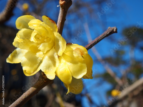 早春に咲く蝋梅 ソシンロウバイ 12月下旬から1月初旬に咲き始める早春の花 花びらに独特の艶がある ロウの様に見えることから名付けられた クローズアップの難しい花 Stock Foto Adobe Stock