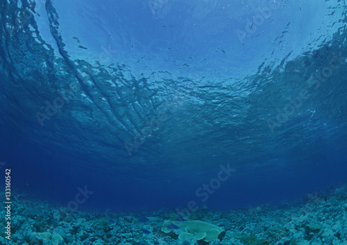 Beautiful scene of fishes and rocks underwater. 
