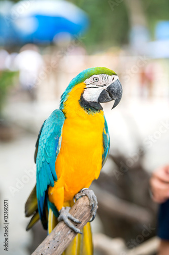 colorful macaw parrot © Eakelfzz