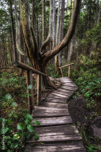 Trail to Cape Flattery, Neah Bay, Washington