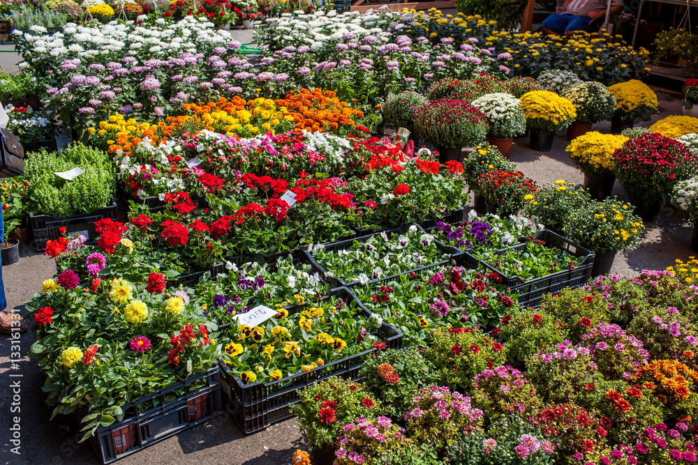 Flower market in Bucharest Romania